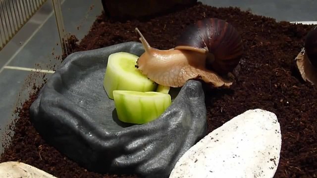 Ахатина се храни със зеленчук и обожава къпането!