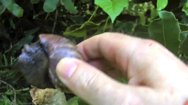 Ахатина в естествена среда!