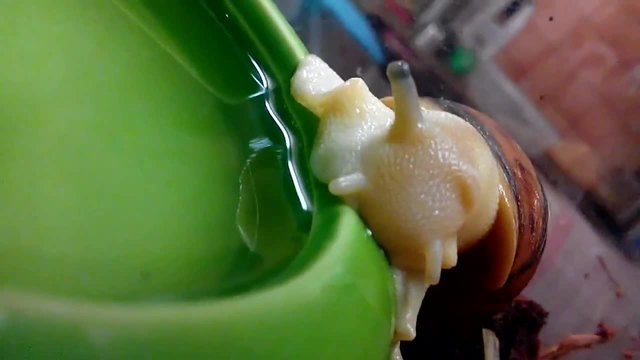 Ахатина пие вода