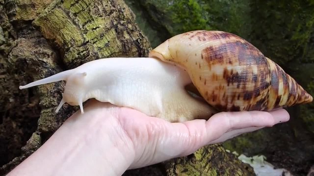 Прекрасен охлюв от вида Achatina reticulata - Ахатина