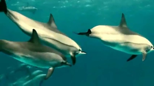 Сини делфини! Richard Clayderman - Blue dolphin