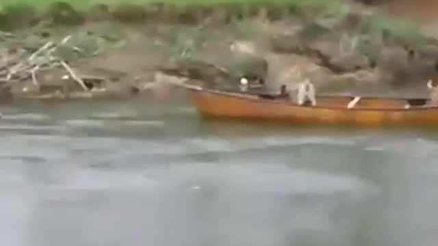 гледате - куче помага на други кучета  в лодката и го гребе към брега,
