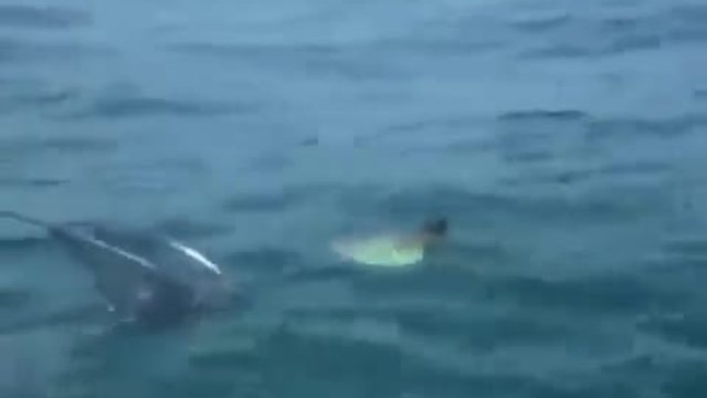 Рибари спасяват малко делфинче от найлонова торба