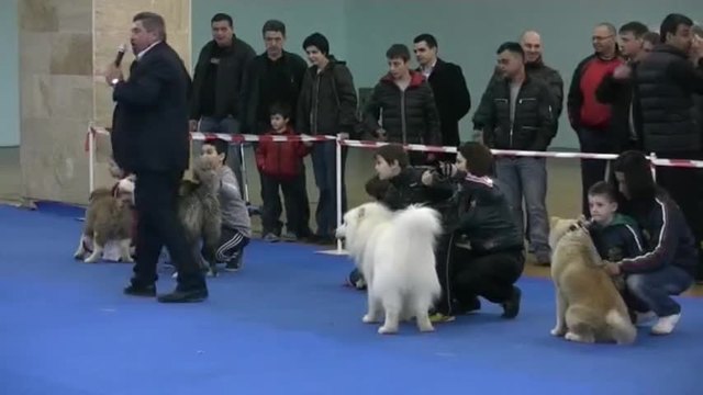 Международна Изложба в Пловдив на Ловни Кучета в Пловдивският панаир