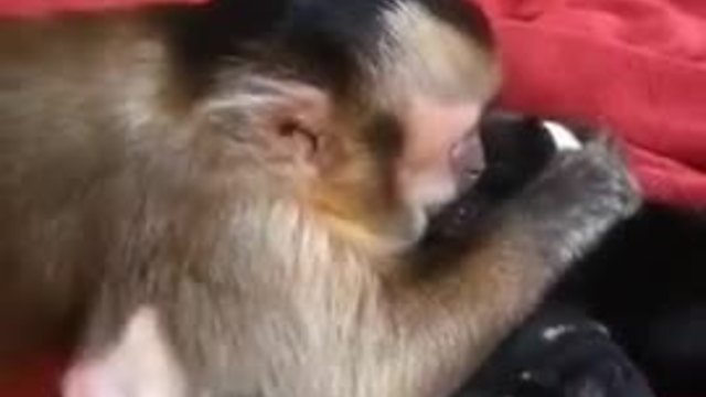 Маймунче за първи път среща малки кученца!