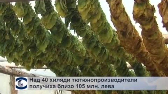 Над 40 хиляди тютюнопроизводители получиха близо 105 млн. лева