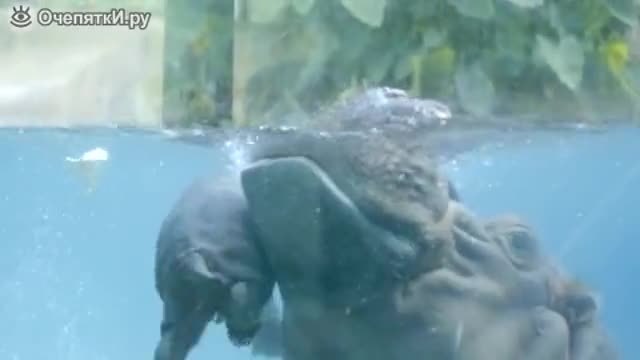 Бебе хопопотамче се учи да плува с помоща на майка си