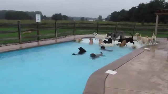 Кучета умело плуват в басейн!