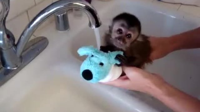 Бебче маймунка го къпят! (ВИДЕО)