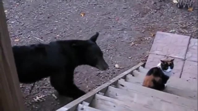 Котка плаши мечка