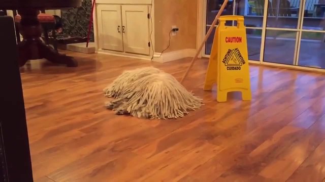 Внимавайте това не е бърсалката за пода а куче !