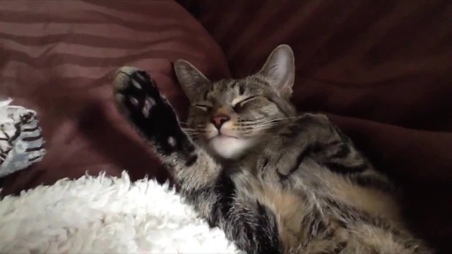 Какво сънуват котките?
