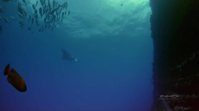Incredible Giant Manta in the Deep Sea