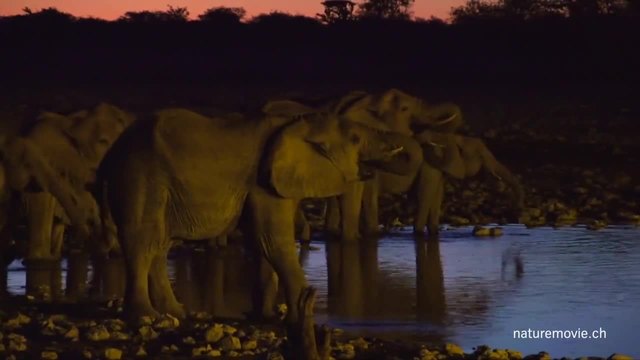 A day at the Waterhole