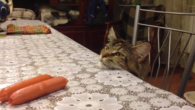 Котка опитва да си открадне колбас