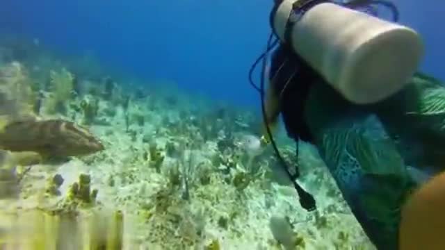 Нагла риба групер отмъква мрежичка от водолаз