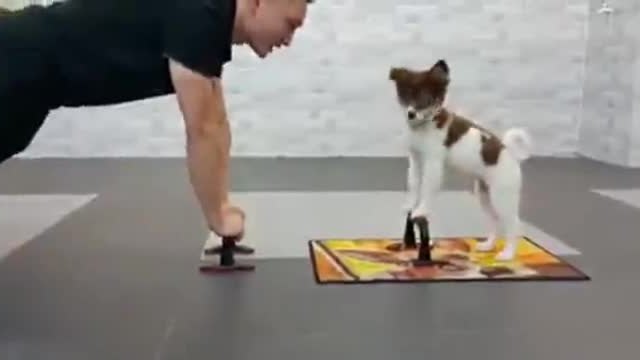 Кученце прави упражнения