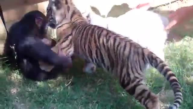 Бебета шимпанзе, тигърче и вълк си играят в приют!
