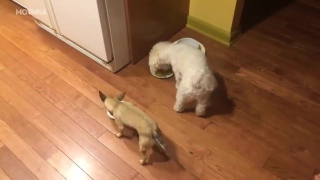 Кученце си играе и не иска да яде само, скри се при другарчето си