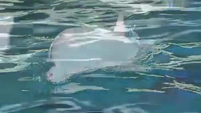 Делфин албинос се изчервява и става розов