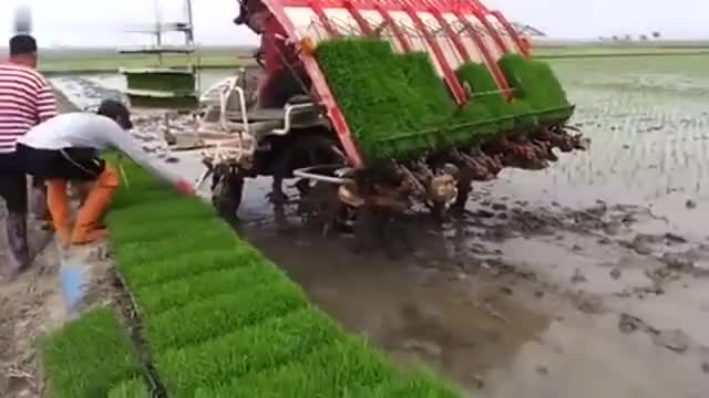 Гледайте как бързо се сади трева и ориз - Невероятна машина за бързо садене !!!