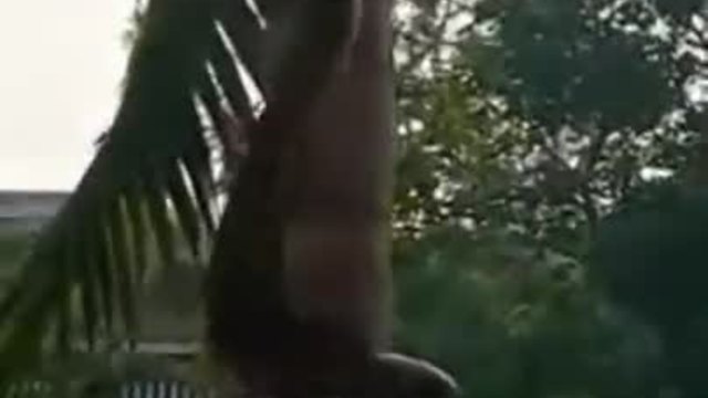 Ето как питон се набира по стъблото на палмово дърво