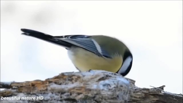 Birds and sparrows