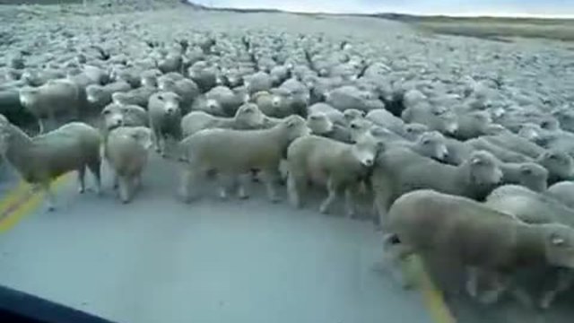 Викторина за Деня на Земята - Супер голямо стадо с овце блокира пътя!