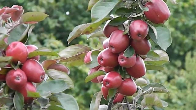 Ябълка (Malus domestica)