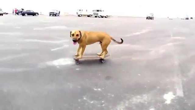 Куче се вози на скейтборд!