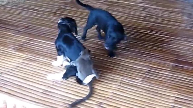 Малка маймунка си намира приятели!!! Приятелство между кучета и маймунче