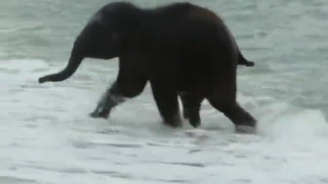 Вижте бебе слонче как се къпе в морето (ВИДЕО)