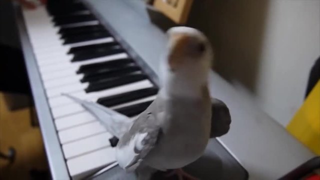 Папагал възпроизвежда мелодията от анимационния филм Neighbor Totoro