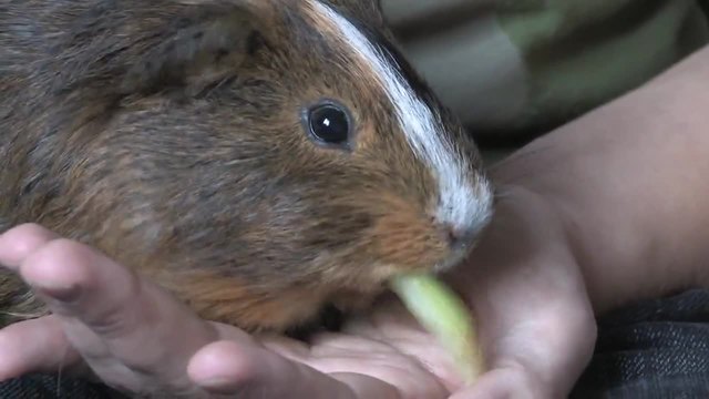 Прекрасно морско свинче се храни (Cavia porcellus)