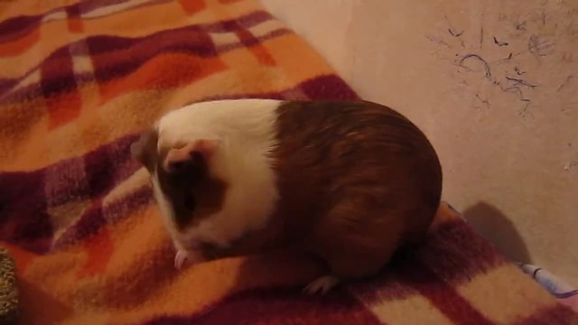 Прекрасно морско свинче Cavia porcellus