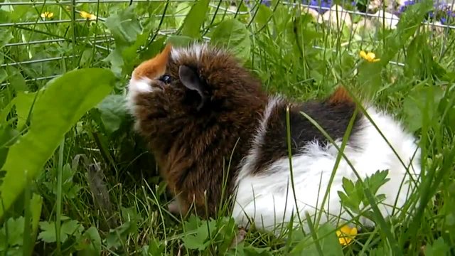 Морско Свинче (Cavia porcellus)