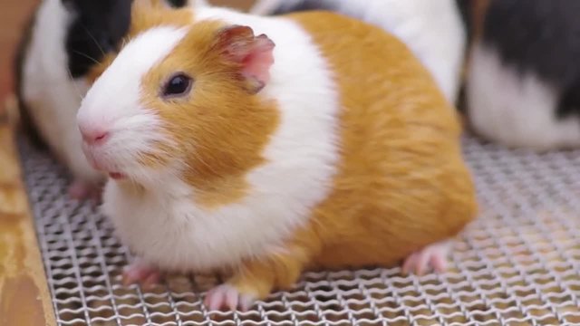 Малко морско свинче плаче ...Baby guinea pig cry