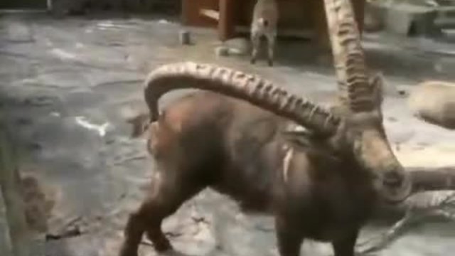 Предимството да имаш рога