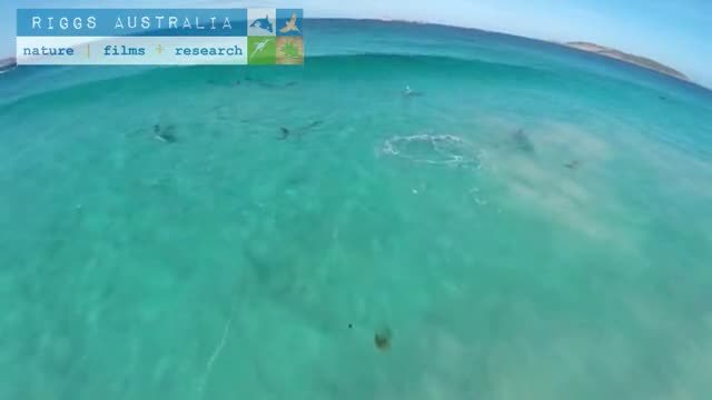 Just An Amazing View! Drone Captures Pod of Dolphins Surfing Waves Off Australian Coast - Myshared