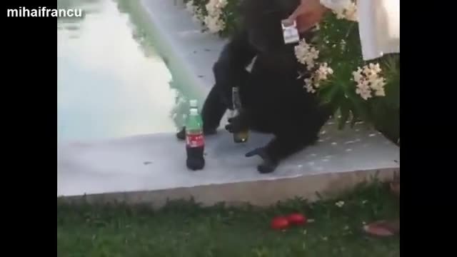 Top 10 Funny Monkey Videos Compilation 2014 [NEW] - YouTube