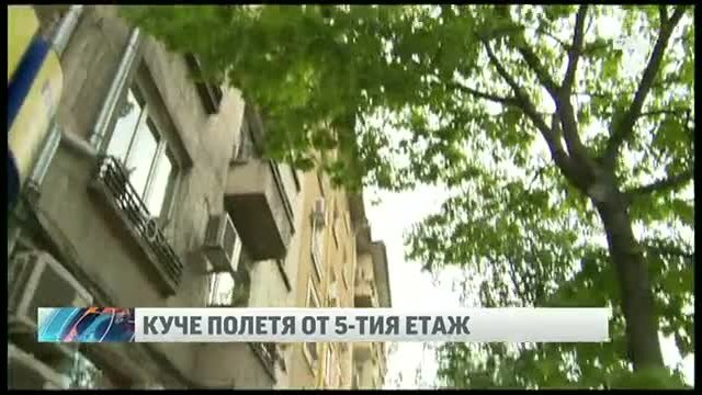 Шокиращо!Куче полетя от петия етаж в центъра на София