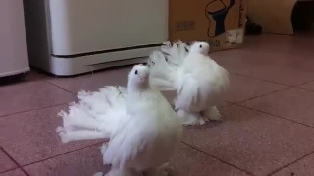 Гълъби разбират като хора!!! Красиви и милички бели гълъбчета се подготват за снимки за видео!!!