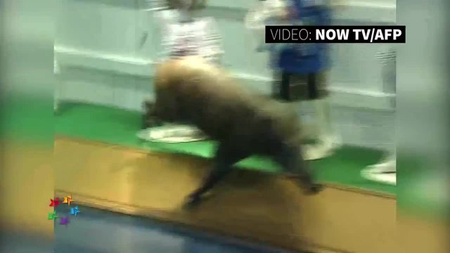 Дива свиня скита в търговски център в Хонконг