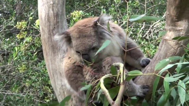 Koala (Phascolarctos cinereus) ...Животът по евкалиптовите дървета на Австралийските обитатели