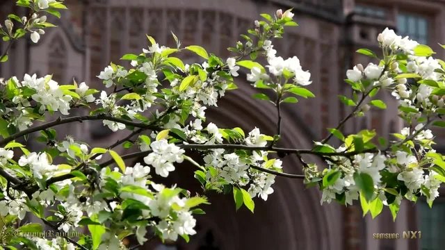 Spring Flowers at University of Washington 2015