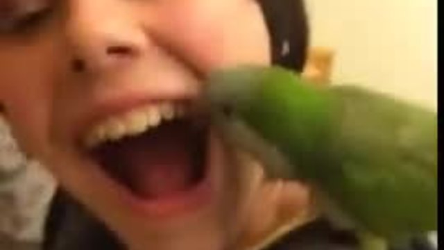 Папагал стана зъболекар - Вижте видео