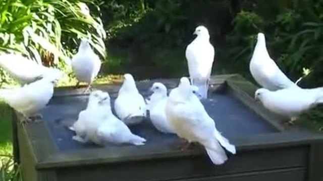 Гълъбчета сутрин си говорят (видео)