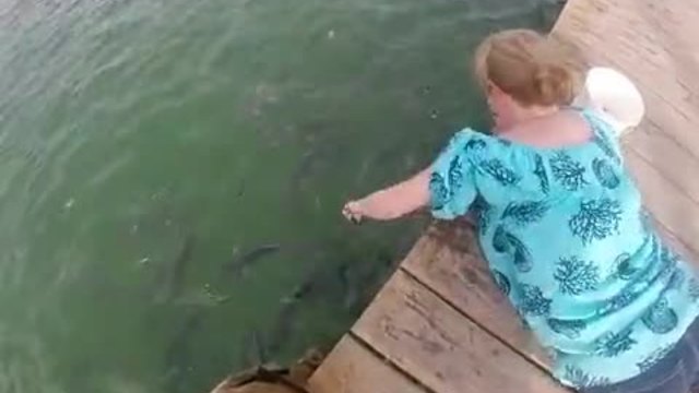 Жена храни гладни риби - Атакува я цяла акула