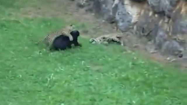 Сред дивата природа-Играта на пантерите