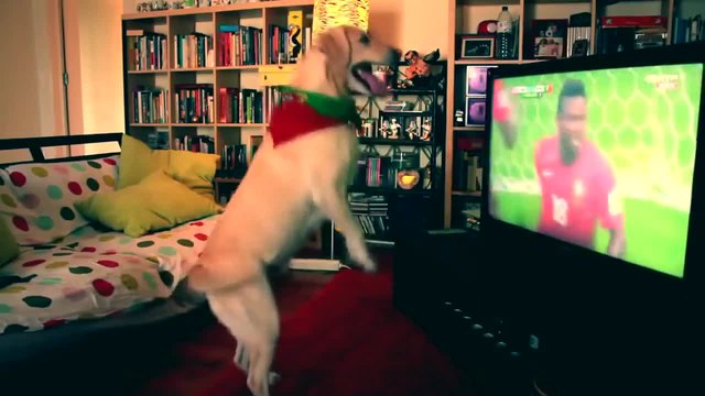 Лабрадор празнува гол на мач на Португалия